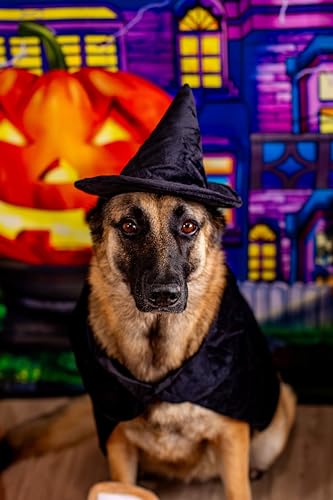Disfraz de bruja Halloween para perro talla Large miniatura 3