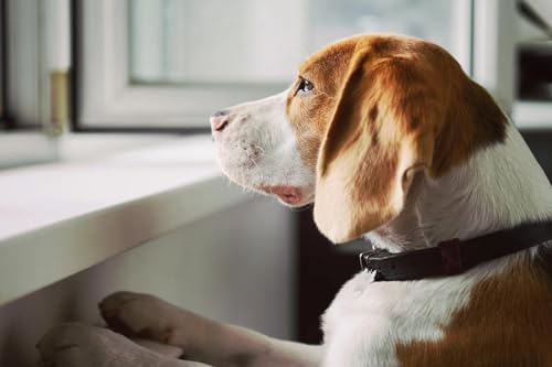 Why Is My Dog So Reactive? Part I: Barking, Lunging, and Territorial Behavior Explained Podcast Por  arte de portada