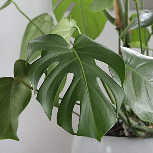 Monstera Deliciosa 'Swiss Cheese Plant' Around 40-50cm in Height - Best Value for Large Cheese Plant (Regular Packaging)