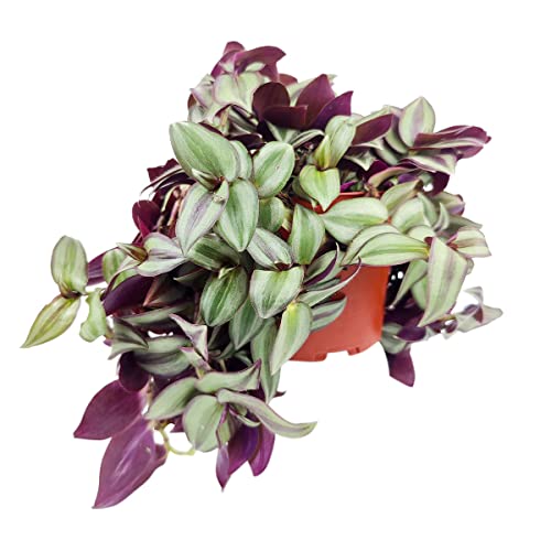 Tradescantia Zebrina - Wandering Dude (6" Terracotta Pot) - Colorful Foliage Air-Purifying Houseplant - Air Purifying Houseplants For Delivery #TOP20