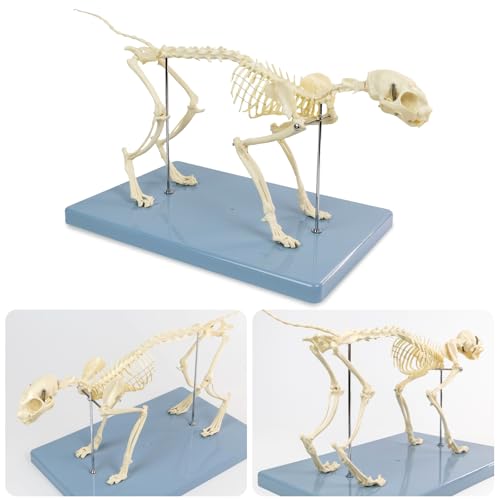 Image of Adult 8.25 inch Tall - Life Size Cat Skeletal System, Anatomical Model, Domestic Shorthair Medical Quality