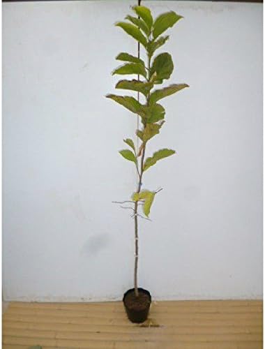 Amazon 苗 苗木 コブシ 樹高0 8m前後 10 5cmポット こぶし 苗木 植木 苗 庭木 生け垣 1本 1 植木