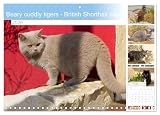 Beary cuddly tigers - British Shorthair cats (Monthly Wall Calendar 2026 16.5" x 23.4" (open)), CALVENDO 14 Month Calendar