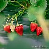 750 piezas semillas de fresa para plantar, semillas de fresa semillas organicas, regalos sustentables semillas de fresa - Fragaria ananassa - Comprar árboles frutales, regalos de Pascua.