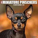 Just Miniature Pinschers 2025 12" x 12" Wall Calendar