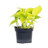 Efeutute - echte Zimmerpflanze, Epipremnum pinnatum 'Golden Pothos' - Höhe ca. 15 cm, Topf-Ø 12 cm