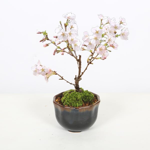 Amazon.co.jp: 遊恵盆栽 桜盆栽：ミニ御殿場桜*（瀬戸焼花形丸鉢）苔