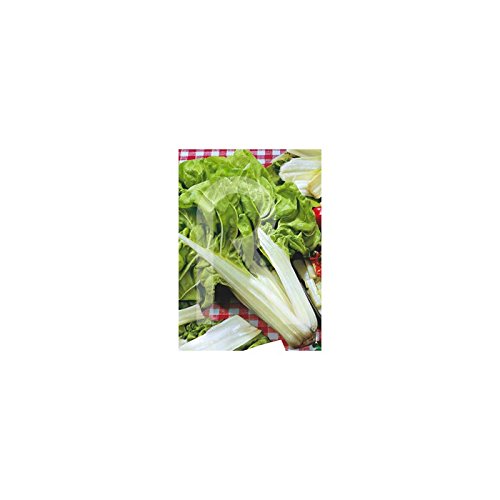 Rocalba - Semilla de acelga amarilla de lyon: Amazon.es: Jardín