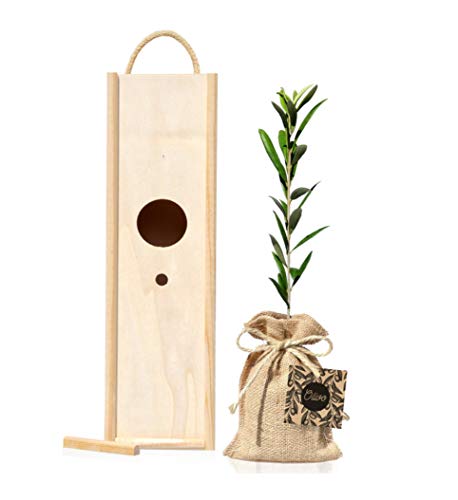 Arbolito Olivo 30-40 cm para plantar variedad Olea Europaea en caja de madera con tapa y asa que se convierte en una casita para pájaros Cover