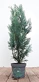 Chamaecyparis lawsoniana 'Columnaris' 40-60 cm - Blaue Säulenzypresse, immergrün, ideal als Heckenpflanze, winterhart und pflegeleicht