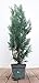 Chamaecyparis lawsoniana 'Columnaris' 40-60 cm - Blaue Säulenzypresse, immergrün, ideal als Heckenpflanze, winterhart und pflegeleicht