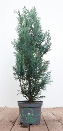 Chamaecyparis lawsoniana 'Columnaris' 40–60 cm – Winterhart, Immergrün, Pflegeleicht – Blaue Säulenzypresse – Heckenpflanze für Garten & Sichtschutz