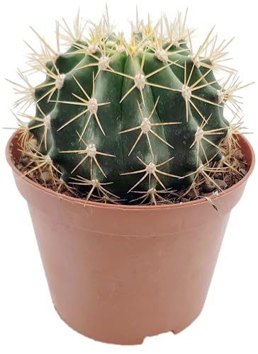 Fangblatt - Ferocactus schwarzii - robuster Wüstenkaktus im Ø 10 cm Topf - Kaktus mit auffälligen Dornen und Blüten - außergewöhnliche Zimmerpflanze Fangblatt - Ferocactus schwarzii - robuster Wüstenkaktus im Ø 10 cm Topf - Kaktus mit auffälligen Dornen und Blüten - außergewöhnliche Zimmerpflanze