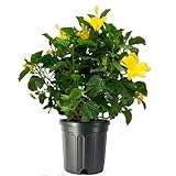 American Plant Exchange Hibiscus 'Yellow' Plant – Live Flowering Bush, 10-Inch Pot, Tropical Golden Blooms for Patios, Garden Beds, and Outdoor Landscapes