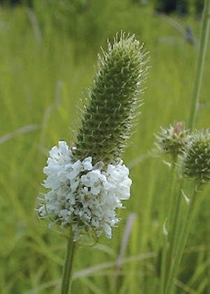 Trébol blanco de la pradera (Dalea Candida), paquete de semillas, verdadera semilla nativa