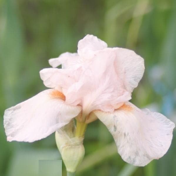 Amazon｜ジャーマンアイリス ピンク 根茎3芽 球根3個 お芋 アイリス