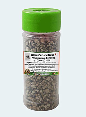 Buy Nature s Good Guys 1 000 Orius Insidiosis Minute Pirate Bugs 