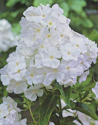 Hoher Phlox paniculata White Flammenblume'3 Wurzelstücke' Winterhart Staude