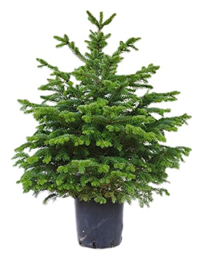 Árbol de Navidad Planta natural Abies Normandiana - Abeto Navideño (125-150cm)