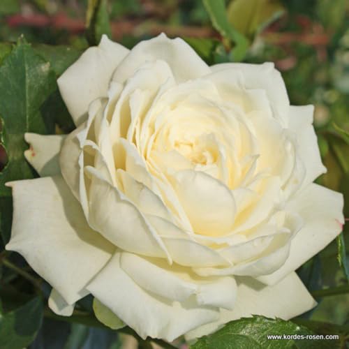 2 x Rosier - Rosa 'Alaska' pot 25-30 cm - Le rosier grimpant parfait pour votre jardin