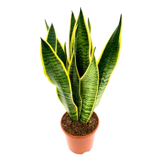 Lingua di suocera - pianta da interno facile da curare, Sansevieria trifasciata Laurentii - altezza ca. 40 cm, diametro del vaso 13 cm, Pianta Vera (In Vaso di Plastica)