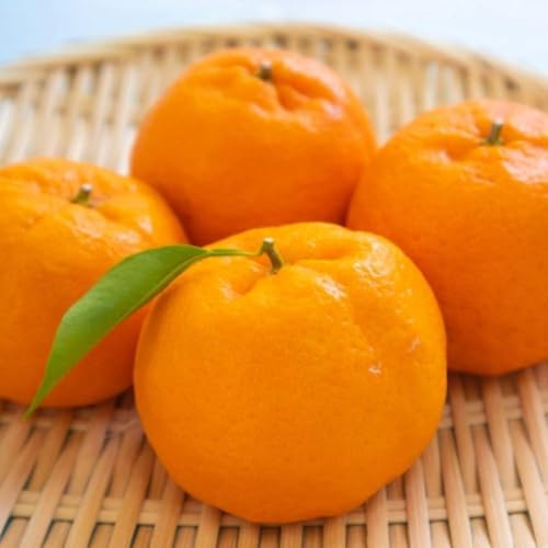 [先行予約]和歌山産ポンカン約5kg(サイズ混合・秀優品)[TM136]