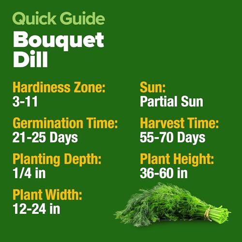 HOME GROWN Dill Seeds 2 Pack (Anethum Graveolens) - 2028 Non-GMO Heirloom Herb Seeds for Planting Indoors or Outdoors, High Germination, Ideal for Herb Gardens, Pots, and Cooking Flavorful Dishes - Image 5