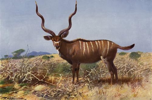 Affiche toile Kudu d'après Wilhelm Kuhnert pour une décoration de salon exotique et chic