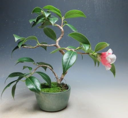 Amazon｜盆栽 花芽付き！椿（胡蝶侘助）の鉢植え【現品】（2919）2026