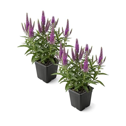 Live Veronica Speedwell 2-Pack – Skyward Lilac – Upright Sun