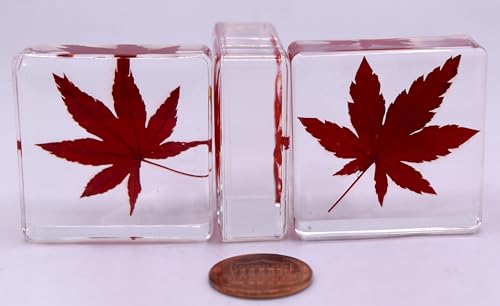 Image of 38mm Real Red Japanese Maple Leaf w /Golden Tint Under Light in Crystal Clear Lucite Resin Specimen Dried Pressed Botanist Herb Herbarium Crafts Collection Botany Science Education Ornament Display