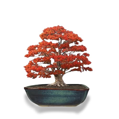 Lasaki Moss Big Multi Ceramic Pots for Indoor Plants,Bonsai,Planters,gamla,Outdoor,Balcony,Home,Garden,Office Decor,Succulent(L - 33 X W - 24.5 X H - 10.5 cm)(Plants not Included) (B0DCS5W7DT) Amazon Price History, Amazon Price Tracker