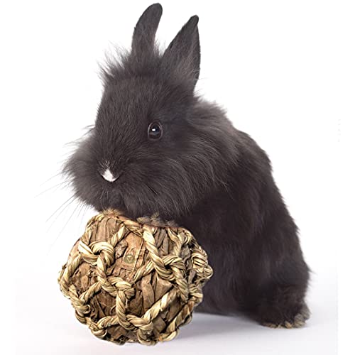 23 Best Rabbit Chew Toys in 2020 (Review and Guides)