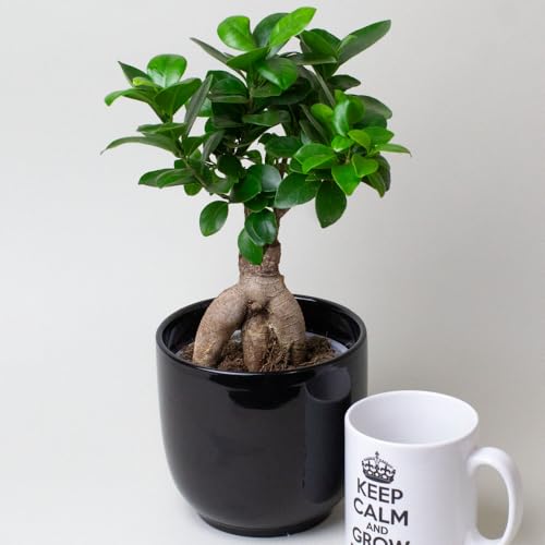 Bonzi Tree – Beautiful Indoor House Plants Ficus Ginseng, 13cm Pot, Tropical Plants UK