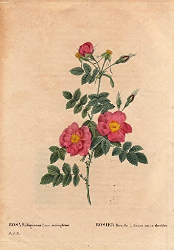Tableau rose rust fleurs poster vintage decoration chambre impression murale