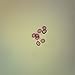 Echinococcus granulosus Eggs, w.m. Microscope Slide