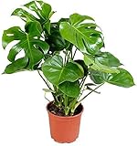 Mide entre 40 y 50cm. Planta Monstera Costilla de Adán o Monstera Deliciosa