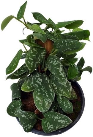 Muda Jiboia Prateada Scindapsus Pictus Vs 10 Planta Natural