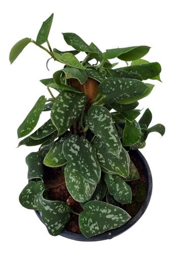Muda Jiboia Prateada Scindapsus Pictus Vs 10 Planta Natural