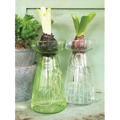 Clear Line Cut Hyacinth Glass Vase Cover
