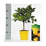 zitronenbaum pflanzen Die exquisite Lisa ist eine unserer beliebtesten Miniatur Zitrushauspflanzen. Sie produziert kleine, überraschend süße Früchte mit Zitronengeschmack. Aufgrund ihrer hohen Beständigkeit gegen kalte Temperaturen, hat Lisa sich gerade im Britischen Raum bewährt. Lisa ist glücklich im Haus oder auf einer geschützen Terasse in den warmen Monaten und sie dankt das ganze Jahr über mit duftenden weißen Blüten und frischen Früchten.