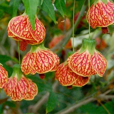 See full amazon price history chart for Lantern Hibiscus/Lanthana Hibiscus live Plant Healthy Cutting Plant Lantern Hibiscus/Lanthana Hibiscus live Plant Healthy Cutting Plant (B0C4HR6MF1) Amazon Price History, Amazon Price Tracker