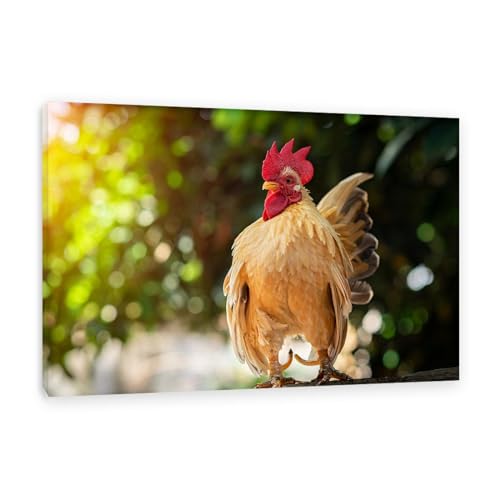 Animal coq au soleil toile decorative pour retrouver la douceur des matins d'enfance