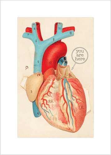 Lucca Paperworks Anatomical Heart Love Card, 5x7 (1)