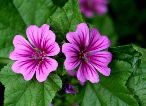 150 Seeds of Malva Sylvestris Mauritiana