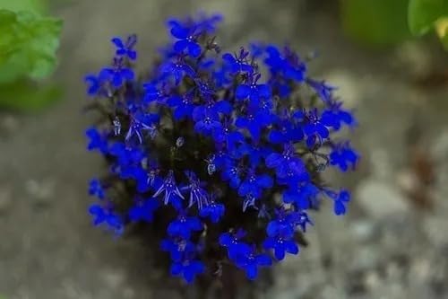 Sementes de Lobélia Azul P/Mudas Flores Originais Belas Vasos Jardins