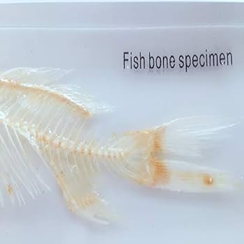 魚の標本 手のひらサイズ 魚の標本 手のひらサイズ 61ZeHPz1PxL._UF350,350_QL80_.jpg