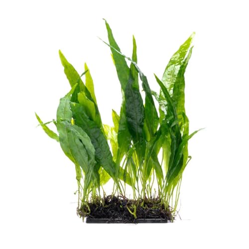 SubstrateSource Live Planted Decor - Java Fern 'Narrow' on Plastic