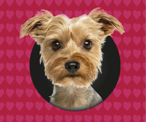 animonda vom Feinsten Mini Hundesnacks Love Bites Rind mit Salbei (10 x 50g), Premium Hundesnacks getreidefreie Hundeleckerlis für ausgewachsene kleine Hunde