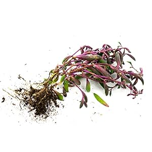 Senecio Herreianus | Purple Flush | Ø 13 cm